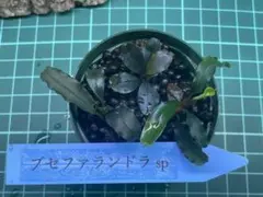 ブセファランドラ spヘレナ2013 - メルカリ
