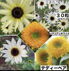 ❤️珍しい☆ひまわりイタリアンホワイト 種３０粒&ひまわりテディーベアー種１０粒