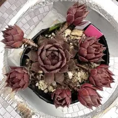 多肉植物　センペルビウム　プラムパフェ　No.67【黄】 多肉植物 センペルビウム プラムパフェ No.67【黄】 - メルカリ