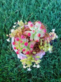 【多肉植物】セダム 乙女心 カット苗 a15