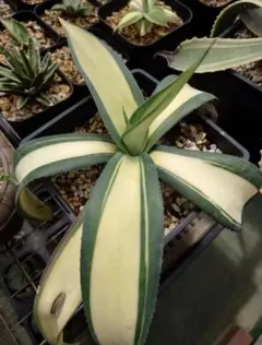 2025年最新】ウェベリーの人気アイテム - メルカリ