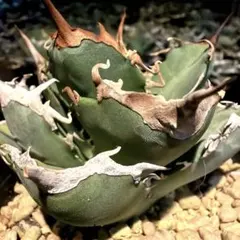 い*も様 【G.SAMURAi】アガベ チタノタ 多肉植物“蒼竜” 極上血統株