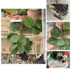⑤大苗【安心のポット苗】ブラックベリートリプルクラウン　 取り木苗