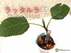 イチジク小苗　Lattarula 55のサムネイル