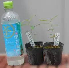 レモンユーカリ　苗木　1株