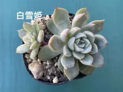 ちくりん様 リクエスト 3点 まとめ商品