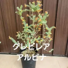 グレビレア大苗【シナフィー シナフェア】オージープランツ ネイティブ