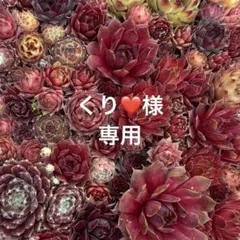 2026年最新】センペルビウム 市女笠の人気アイテム - メルカリ