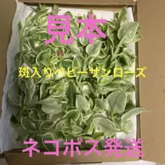 ネコポス発送　ベビーサンローズ（斑入り）カット