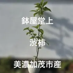 常緑ヤマボウシ 十五夜 株立ち 常緑樹 約80cm クリーム色の花付き
