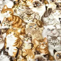 USAコットン elizabeth's studio 布地　猫　ハギレ