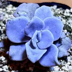 多肉植物❤️クリストペートビューティー❤️韓国苗育成 抜き苗 a19のサムネイル