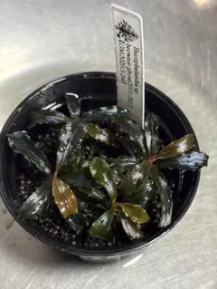 Bucephalandra sp.Ghost west kalimantan - メルカリ