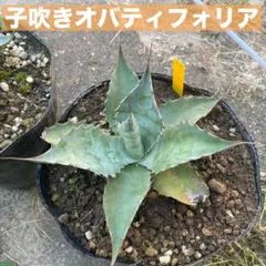 2025年最新】アガベ オバティフォリアの人気アイテム - メルカリ