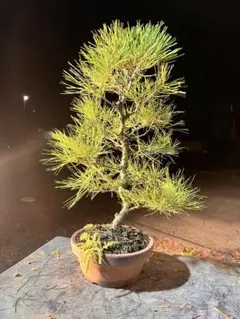 2025年最新】盆栽 赤松の人気アイテム - メルカリ