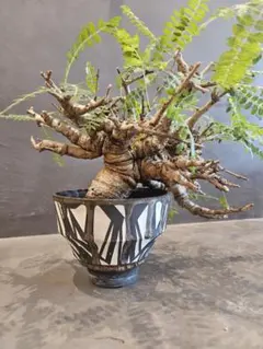 ペラルゴニウム トリステ 塊根植物 冬型コーデックス 盆栽仕立て 抜き