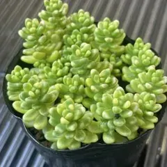 MI YU様 リクエスト 2点 まとめ商品