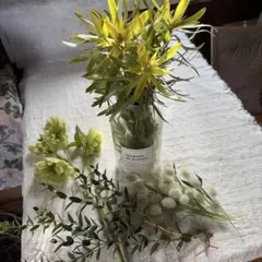 リュカデンデンドロユーカリ4点セット