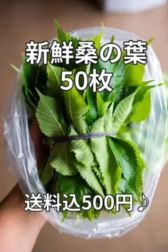 【新鮮桑の葉 50枚】蚕のエサ、爬虫類等の小動物のエサ　送料込み500円のサムネイル