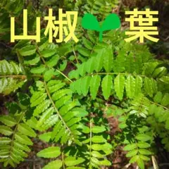 ⑤朝倉山椒実生苗 ネコポス発送 - メルカリ