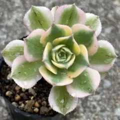 93 #観葉植物アエオニウム錦❤️富士雪錦❤️3大頭6-7 子芽14cm 拔き苗