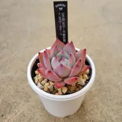 2025年最新】コロラータルーフの人気アイテム - メルカリ