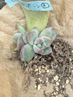 みみ様 リクエスト 3点 まとめ商品