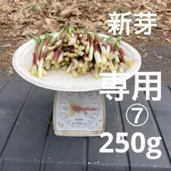 ⑦ 4/4 行者ニンニク　新芽250gのサムネイル