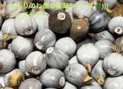 どっと てんてん様 リクエスト 4点 まとめ商品