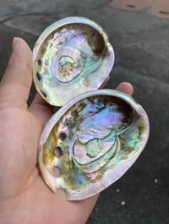 自然貝殻　アワビ貝　プレート アクセサリートレー置物　お皿小物入れ　2個セット