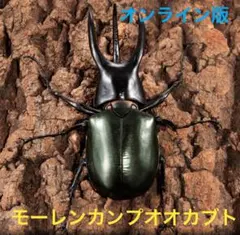 【オンライン版】いきもの大図鑑アドバンス　モーレンカンプオオカブト　単品