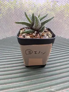 ハオルチア エノン 抜き苗 多肉植物