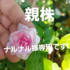 八重咲きインパチエンス　ムシカ　プリンセスピンク　開花2株　メルカリ便のサムネイル