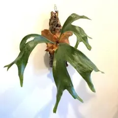 P.Willinckii Dwarf Au Chai Sporelings - メルカリ