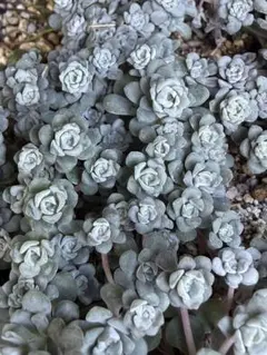 多肉植物 セダム ブレビフォリウム ダシフィルム 70カット - メルカリ