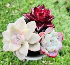 まめ様 ご専用　リクエスト 3点 まとめ商品