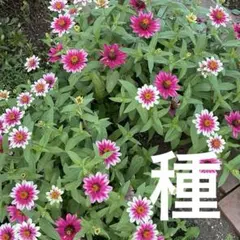 ✤✤✤✤✤ 【花の種】ジニア✤✤✤✤✤ ピンク系ミックス✤✤✤✤✤
