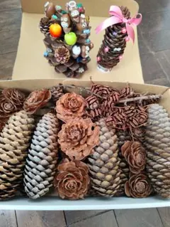 2026年最新】松ぼっくり ドイツトウヒの人気アイテム - メルカリ