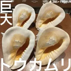 【最終在庫】巨大　フィリピン産　トウカムリ　4点セット