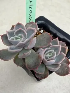 2026年最新】miya苗の人気アイテム - メルカリ