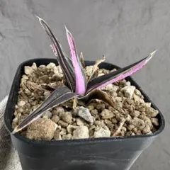 2026年最新】アガベ氷山の人気アイテム - メルカリ