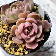 ブラウンローズ　多肉植物　抜き苗　エケベリア