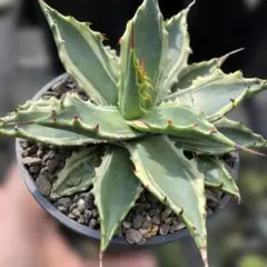 2026年最新】サブシンプレックスの人気アイテム - メルカリ