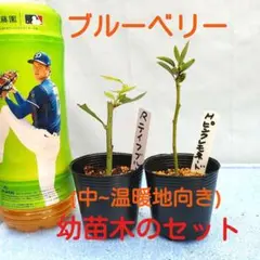 とみー様 リクエスト 3点 まとめ商品