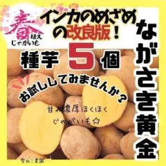 2026年最新】インカのめざめ 種芋の人気アイテム - メルカリ