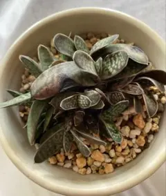 2025年最新】ガステリア 臥牛の人気アイテム - メルカリ