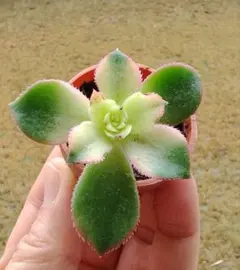 chaco様 リクエスト 2点 まとめ商品