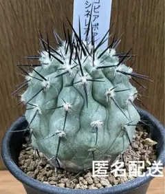 SALE！ 長期管理株 現地株 コピアポア シネレア 黒王丸 田中元将 作家鉢 コレクション株】現地株 コピアポア シネレア 黒王丸 田中元将 作家鉢