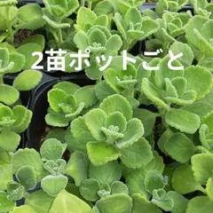 ハーブ【2苗ポットごと】アロマティカス