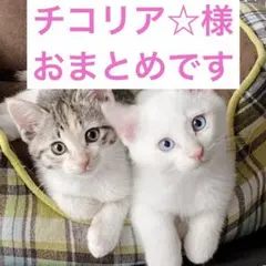 チコリア☆ プロフ必読願います様 リクエスト 2点 まとめ商品